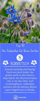 Sommerblumen Die 10 Schonsten Fur Ihren Garten Die 10 Schonsten Sommerblumen Fur Den Garten Borretsch Summer Flowers Summer Flowers Garden Planting Flowers
