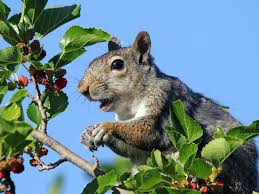 How to keep birds out of apple trees. Squirrel Proofing Fruit Trees How To Keep A Squirrel Out Of Fruit Trees