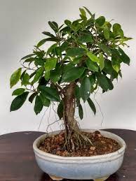 How Long Does It Take To Grow A Bonsai Tree Bonsaiforrest Bonsai Tree Types Bonsai Plants Ficus Benjamina