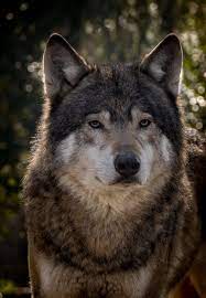 European Wolf By Joop Bastinck 500px Wolf Love Wild Dogs Beautiful Wolves