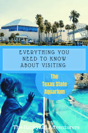 How We Adventured At The Texas State Aquarium Adventure Texas State Texas