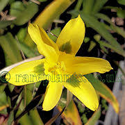 Image result for Moraea niassensis