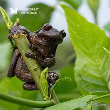 Image result for Hyloscirtus criptico