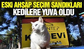 Eski Ahsap Secim Sandiklari Kedilere Yuva Oldu Gaziantep Gunes Gazetesi