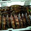 Ikan bakar literally means roasted fish in indonesian and malay. Https Encrypted Tbn0 Gstatic Com Images Q Tbn And9gctadhobdcoz9eoksxkwriqv3513ixbhz1qpujkzbwc Usqp Cau