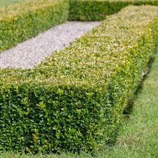 Check spelling or type a new query. 15 Best Plants To Grow For Privacy In The Backyard Architecture Lab