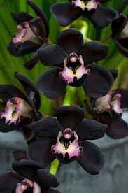 Cymbidium Orchid Black Wow That S Amazing Com Imagens Orquidea Orquideas Cymbidium Melhores Flores