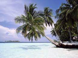 1locationvoitureguadeloupe Beach Island Wallpaper Palm Trees Beach