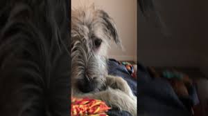 Our wolfhound reflections project (initiated by hsm hugh o'reilly, furthered by hsm jerry remember, you may hold the key to helping another wolfhound find a missing piece of his or her. 2021 01 21 Irish Wolfhound Stars In Tiktok Style Video I E Portrait Mode Youtube