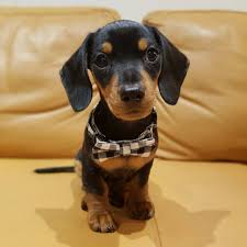Puppyfinder.com is your source for finding an ideal puppy for sale near cleveland, ohio, usa area. Dachshund Puppies For Sale In Usa
