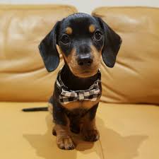 Or, even better, check out pet finder and get ourself a rescue doxie! Dachshund Puppies For Sale In Usa