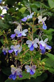 Blue Butterfly Flowers Clerodendrum Ugandense Or Rotheca Myricoides Tropical Flower Plants Pansies Flowers Unusual Flowers