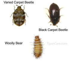 Carpet Beetle Bites Learn How To Deal With Carpet Beetles
