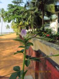 Image result for Cleome bororensis