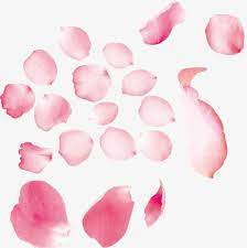Pictures Of Beautiful Pink Rose Petals Beautiful Pink Roses Rose Petals Roses Drawing