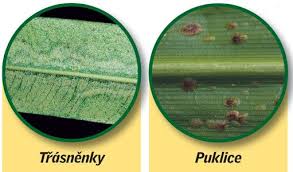 Image result for puklice na pokojových rostlinách obrázek