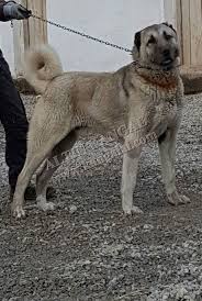 Damizlik Kangal Erkekleri