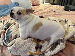 Image result for chihuahua big obesity