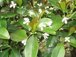 Image result for Eugenia aschersoniana