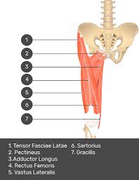 Image result for Laggera gracilis