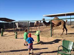 Desert farms camel milk farming parctices. Wild World Zoo Camel Farm In Yuma Arizona Kid Friendly Attractions Trekaroo