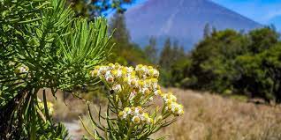 Hari ini sedang panas panjang, kacang telah lupakan kulitnya. 7 Gunung Ini Punya Pemandangan Edelweiss Yang Indah Tapi Tidak Untuk Dipetik Halaman All Kompas Com