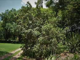 Image result for Olinia rochetiana