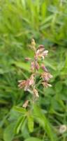 Image result for Desmodium