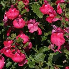 Image result for Sebaea microphylla