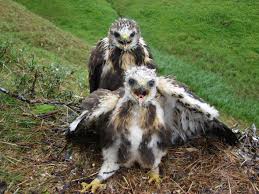 Representative species of both types of hawks are presented. Why Do Rough Legged Hawks Nest Next To Peregrine Falcons