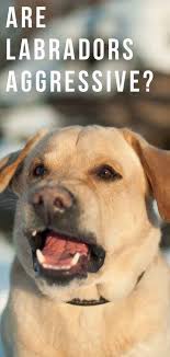 Are Labradors Aggressive Or Are They Always Gentle Natured Dogs