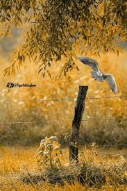Cb Natural Editing Background Hd Image Editing Get To Download Free Cb Picsart Edit Love Background Images Blur Background In Photoshop Light Background Images Background photographs are used very differently that regular images for a number of reasons. cb natural editing background hd image