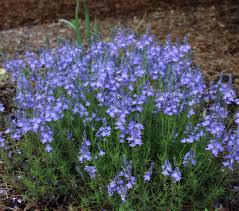 Image result for Veronica abyssinica