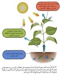 عملية البناء الضوئي للنبات