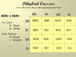 Dihybrid cross worksheets with answers. Dihybrid Cross Lesson Science Quizizz