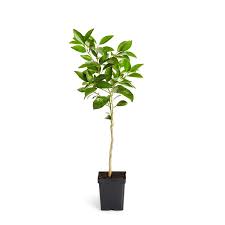 Weight is no small consideration if you have to move the container with the tree in it. Brighter Blooms 1 Quart White Blood Orange Tree Fruit Tree In Pot In The Trees Department At Lowes Com
