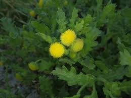 Image result for Grangea anthemoides