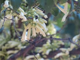 Image result for Halleria lucida