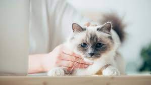 asi sonrasi dikkat edilmesi gerekenler kedi guzel kediler yavru kediler