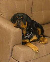 Rottweiler Black And Brown Puppy Rocky Thinking About All The Grass He Didn T Get To Pee On Adorable Rottweilers In 2020 Rottweiler Mix Rottweiler Rottweiler Dog