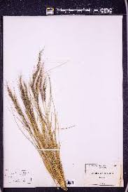 Image result for Aristida denudata