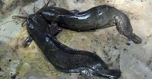 Umpan jitu memancing ikan lele yang terbukti paling ampuh !! Cara Mengobati 13 Macam Jenis Penyakit Ikan Lele Kliktani Com