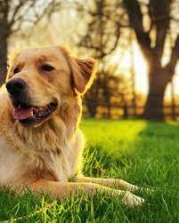 Still Feeling Those Weekend Vibes Dogs Golden Retriever Golden Retriever Retriever Puppy