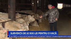 Condiţii pentru de precizat că pentru anul 2020, cuantumul antz va fi mai mic decât plata pe 2019 care se află în. SubvenÈ›ii De 10 500 Lei Pentru O VacÄƒ Youtube