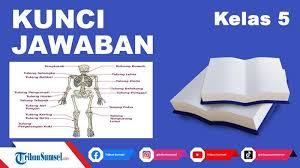 Ini adalah tulang terpanjang di tubuh manusia. Pasangkan Gambar Dengan Keterangan Nama Tulang Lengan Dan Kaki Manusia Menggunakan Garis Tribun Sumsel