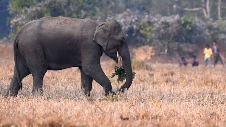 In India, A Nuanced View of How Elephants Make Decisions