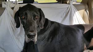 See more of pet rescue saga on facebook. Facebook