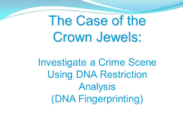 Dna fingerprint analysis gizmo answers. The Case Of The Crown Jewels Investigate A Crime Scene Using Dna Restriction Analysis Dna Fingerprinting Ppt Download