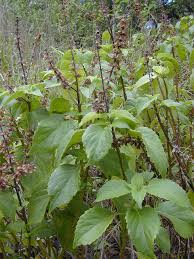 Image result for Ocimum fimbriatum