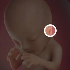 Desenvolvimento Fetal 12 Semanas De Gravidez Babycenter